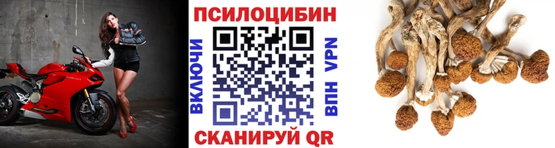 Псилоцибиновые грибы Psilocybe Каневская